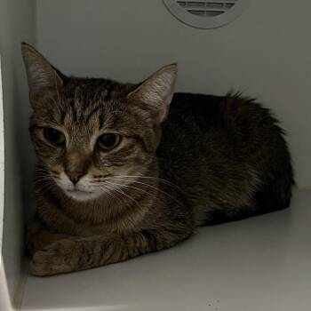 Mazzy Star -  Domestic Short Hair Cat for Adoption in Dearborn, Michigan - Mazzy Star | PetCurious