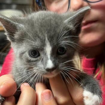 Domestic Short Hair Cats Available for Adoption in Hernando, Mississippi - Cleo | PetCurious