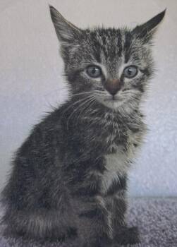 Smoe -  Domestic Short Hair Cat for Adoption in Fort Madison, Iowa - Smoe | PetCurious