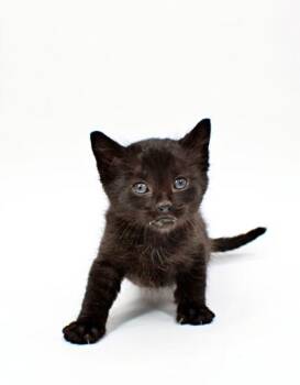 Domestic Short Hair Cats Available for Adoption in Morton Grove, Illinois - Myth | PetCurious