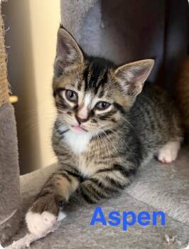 Aspen -  Domestic Short Hair Cat for Adoption in Muskegon, Michigan - Aspen | PetCurious