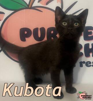 Bombay Cats Available for Adoption - Kubota | PetCurious