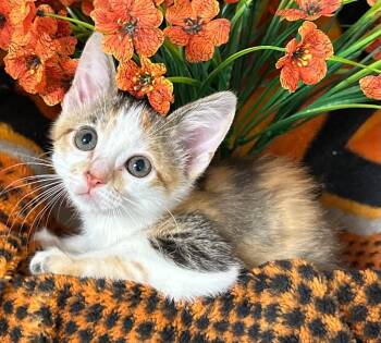4/3/26 Kylie -  Domestic Short Hair Cat for Adoption in Stillwater, Oklahoma - 4/3/26 Kylie | PetCurious