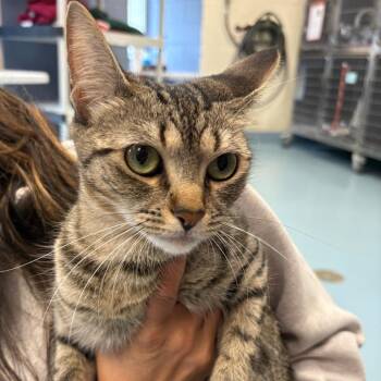 Tiger Lily -  Domestic Short Hair Cat for Adoption in Brockton, Massachusetts - Tiger Lily | PetCurious