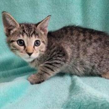 Mister Spock -  Tabby Cat for Adoption in Green Valley, Arizona - Mister Spock | PetCurious