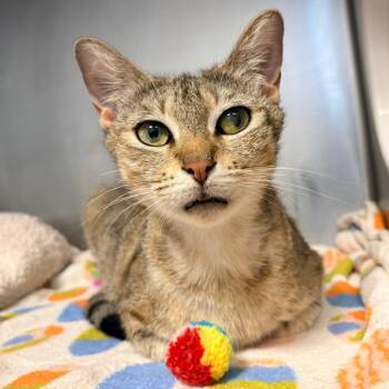 Domestic Short Hair Cats Available for Adoption in West Palm Beach, Florida - Sunnie | PetCurious