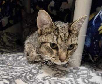 MARCHELLO -  Domestic Short Hair Cat Available for Adoption in Hagerstown, Maryland - MARCHELLO | PetCurious