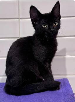 Scout -  Domestic Short Hair Cat for Adoption in Larkfield-wikiup, California - Scout | PetCurious
