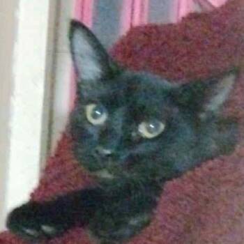 Rescue American Shorthair Cats for Adoption in Mount Vernon, Arkansas - Pudding | PetCurious