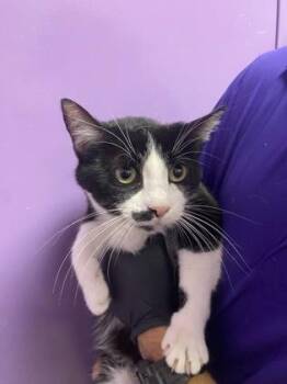 Domestic Short Hair Cats Available for Adoption - 60550913 | PetCurious