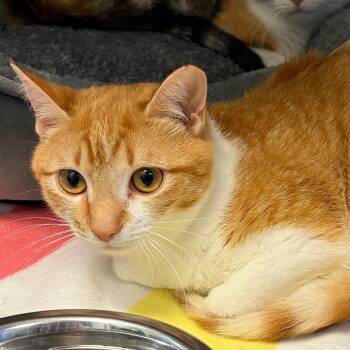 Domestic Short Hair Cats Available for Adoption in Nashville, Tennessee - Red Velvet | PetCurious