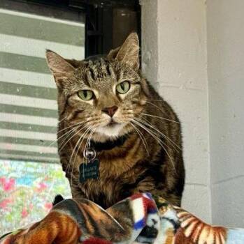Tabby Cats Available for Adoption - Honeybee * | PetCurious