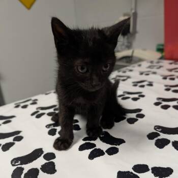 Jordan -  Domestic Short Hair Cat for Adoption in Greenville, South Carolina - Jordan | PetCurious
