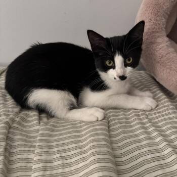 Montgomery 22788 -  Domestic Short Hair Cat for Adoption in Minneapolis, Minnesota - Montgomery 22788 | PetCurious
