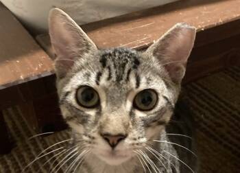 Rescue Domestic Short Hair Cats for Adoption in Raleigh, North Carolina - GREG | PetCurious