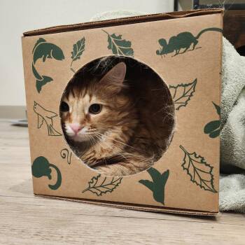 Domestic Short Hair Cats Available for Adoption - Julio | PetCurious