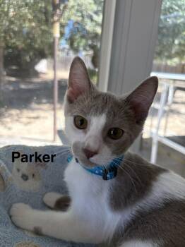 Parker -  Domestic Short Hair Cat for Adoption in Oakley, California - Parker | PetCurious