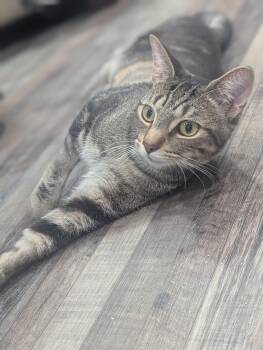 Rescue Domestic Short Hair Cats for Adoption in Medford Lakes, New Jersey - Milo | PetCurious