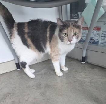 Domestic Short Hair Cats Available for Adoption - Thursday | PetCurious