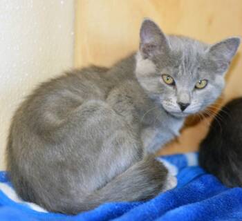 EDELWEISS - MY ADOPTION FEE IS HALF PRICE IN JUNE -  Domestic Short Hair Cat for Adoption in San Clemente, California - EDELWEISS - MY ADOPTION FEE IS HALF PRICE IN JUNE | PetCurious