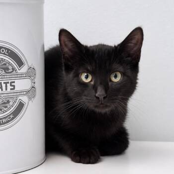Titus -  Domestic Short Hair Cat for Adoption in Syosset, New York - Titus | PetCurious