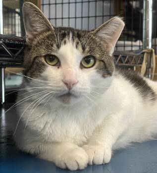 Chip -  Domestic Short Hair Cat for Adoption in Johnston, Rhode Island - Chip | PetCurious
