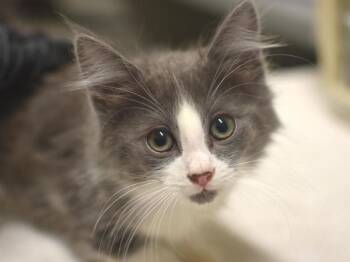 Toby -  Domestic Long Hair Cat for Adoption in Portland, Oregon - Toby | PetCurious