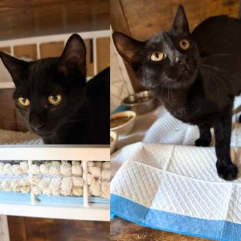 Daphne and Velma -  Domestic Short Hair Cat Available for Adoption - Daphne And Velma | PetCurious
