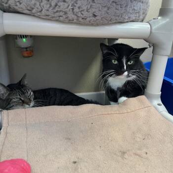 Domestic Short Hair Cats Available for Adoption - Phantom | PetCurious