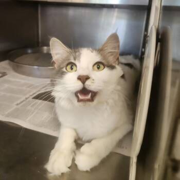 Millie -  Domestic Medium Hair Cat for Adoption in Brockton, Massachusetts - Millie | PetCurious