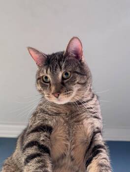 Domestic Short Hair Cats Available for Adoption in Levittown, Pennsylvania - Big Tig | PetCurious