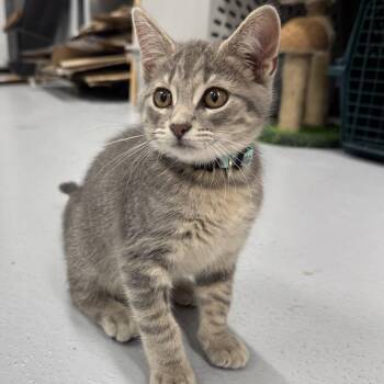 Nova -  Domestic Short Hair Cat for Adoption in Morris, Minnesota - Nova | PetCurious