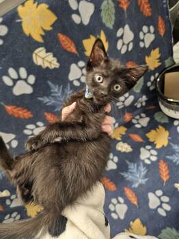 Rescue Domestic Short Hair Cats for Adoption in Baker, Louisiana - Possum | PetCurious