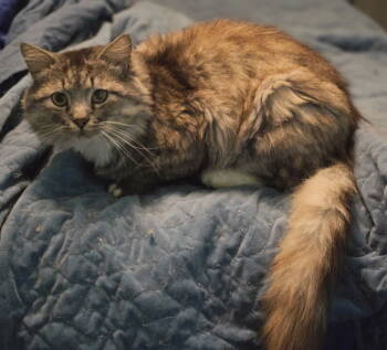 Rescue Domestic Short Hair Cats for Adoption in Herndon, Virginia - Shannon | PetCurious