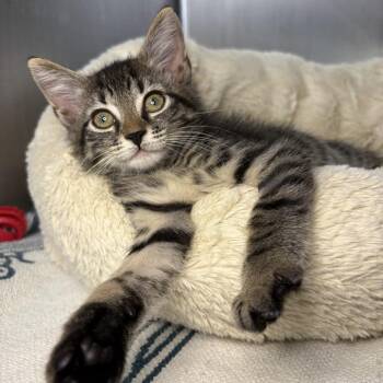 Chip -  American Shorthair Cat for Adoption in Asheville, North Carolina - Chip | PetCurious