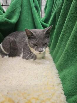 Rescue Domestic Short Hair Cats for Adoption in Winter Haven, Florida - A1247935 | PetCurious