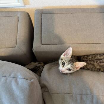 Strike -  Domestic Short Hair Cat for Adoption in Tustin, California - Strike | PetCurious