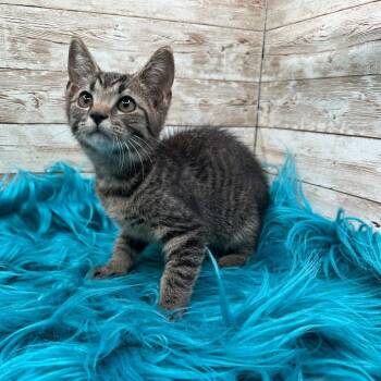 Marvin -  Domestic Short Hair Cat for Adoption in Lexington, Kentucky - Marvin | PetCurious