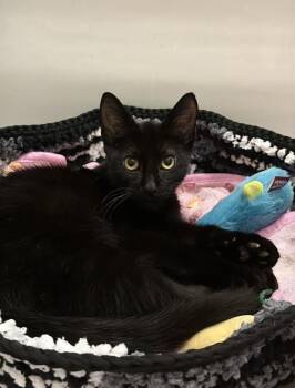 Basil -  Domestic Short Hair Cat for Adoption in Chicago, Illinois - Basil | PetCurious