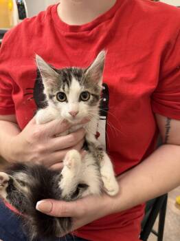 Chonk Norris (Available for pre-adoption) -  Domestic Long Hair Cat for Adoption in Camden, South Carolina - Chonk Norris (Available For Pre-adoption) | PetCurious