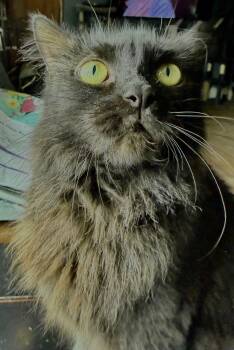 Milan -  Domestic Long Hair Cat for Adoption in Franklin, Ohio - Milan | PetCurious