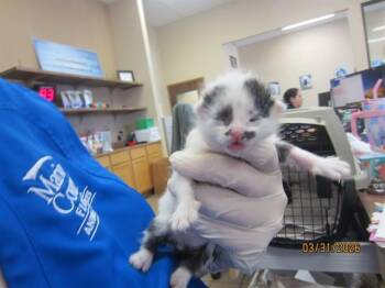 Domestic Short Hair Cats Available for Adoption in Ocala, Florida - MUSTACHE MAN | PetCurious