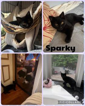Domestic Short Hair Cats Available for Adoption in Newberg, Oregon - Sparky | PetCurious
