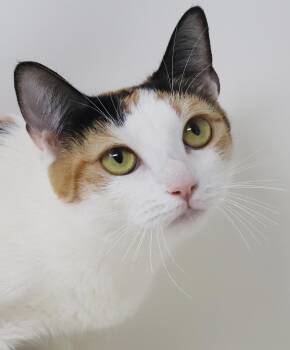 Momma Strands - EPIC THERAPY SWEET - WOW rescue fav -  Calico and Turkish Van Cat for Adoption in Bedford Hills, New York - Momma Strands - EPIC THERAPY SWEET - WOW Rescue Fav | PetCurious