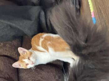 Rescue Domestic Short Hair Cats for Adoption in Oceanside, California - Carwyn | PetCurious