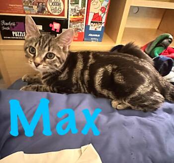 Max -  Domestic Short Hair Cat for Adoption in Prince Frederick, Maryland - Max | PetCurious