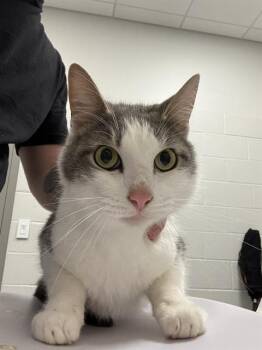 WAKKO -  Domestic Short Hair Cat for Adoption in Indianapolis, Indiana - WAKKO | PetCurious