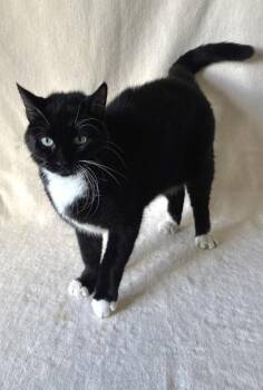 Gammon -  Domestic Short Hair Cat for Adoption in Buffalo, Minnesota - Gammon | PetCurious