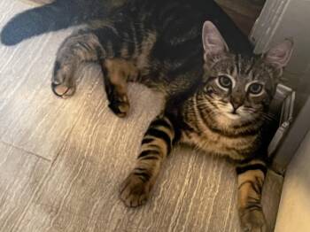 Rescue Tabby and Domestic Short Hair Cats for Adoption in Harrisburg, Pennsylvania - Drizzle | PetCurious