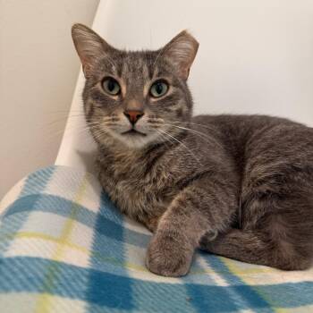 Larkspurr -  Domestic Short Hair Cat for Adoption in Mokena, Illinois - Larkspurr | PetCurious
